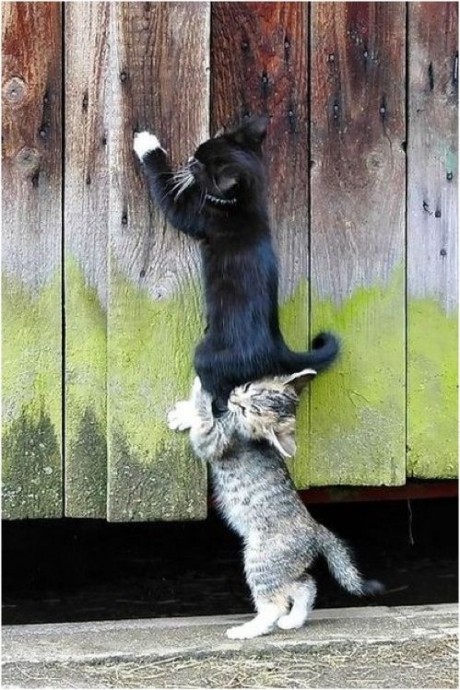 Котик помогает другому котёнку забраться на забор