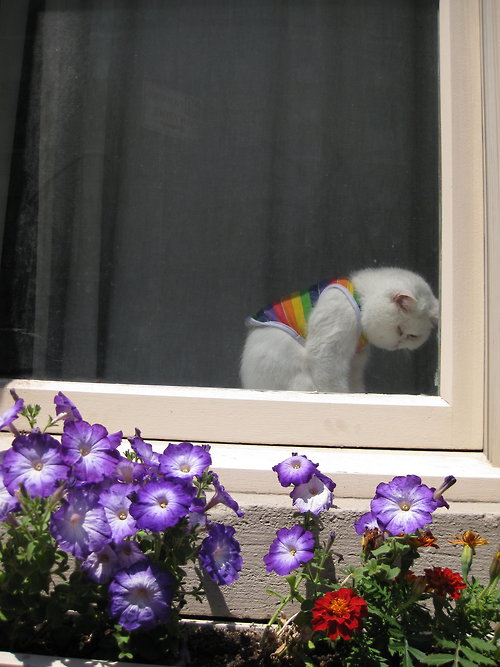 Задумчивая белая кошка на окошке и цветы
