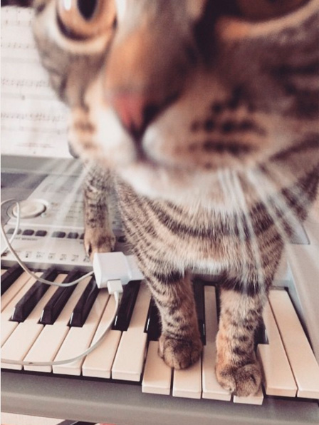 Кот и синтезатор