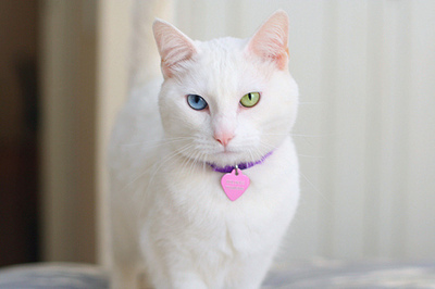 Белый котик с разными глазами - голубым и зеленым
