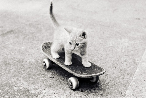 Котёнок на скейте