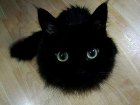 прикольный глазастый черный котенок