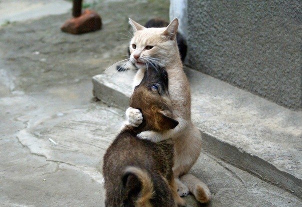 котик обнимает щенка
