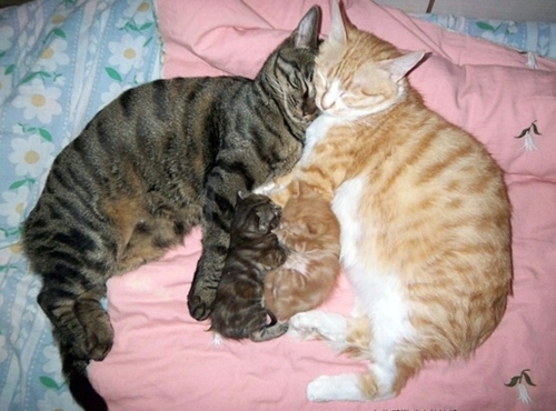 Сон счастливой кошачьей семьи