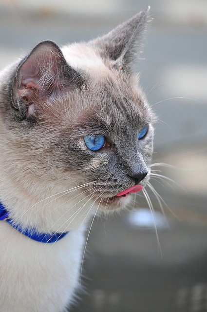 Сиамская голубоглазая кошка показывет язык
