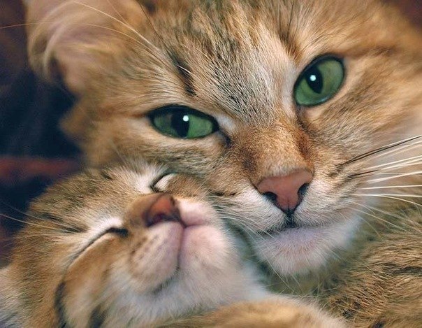 милые кошечки Мама с доцей