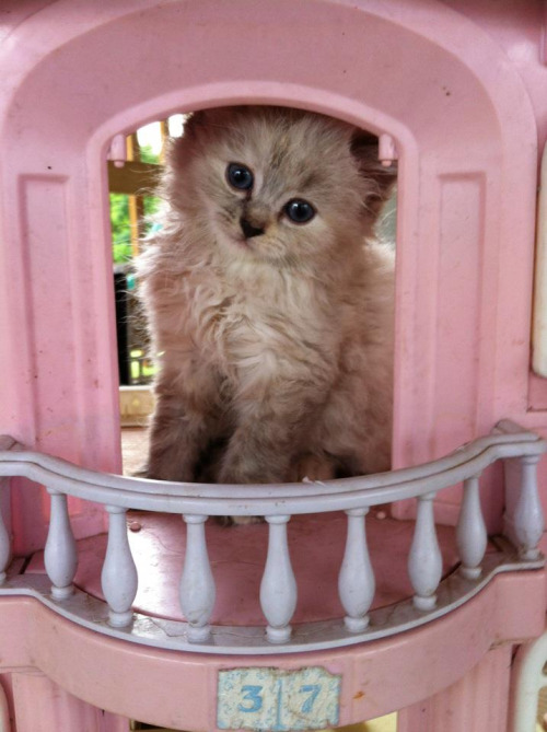 Котёнок в кукольном домике