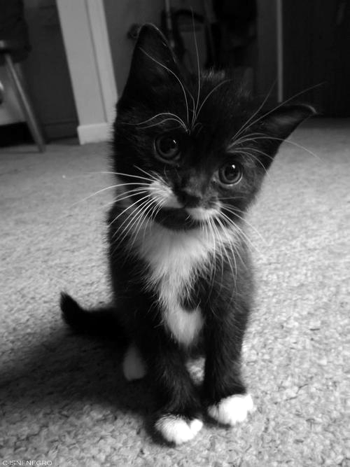 Чёрный котёнок с белыми усами