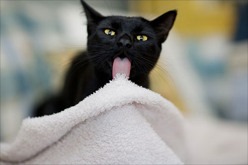 черная кошка облизывает белое полотенце