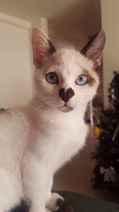 Голубоглазый котенок с пятном сердечком на носу
