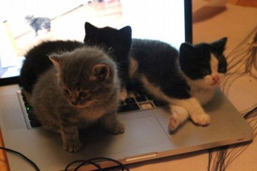 Три котенка на ноутбуке