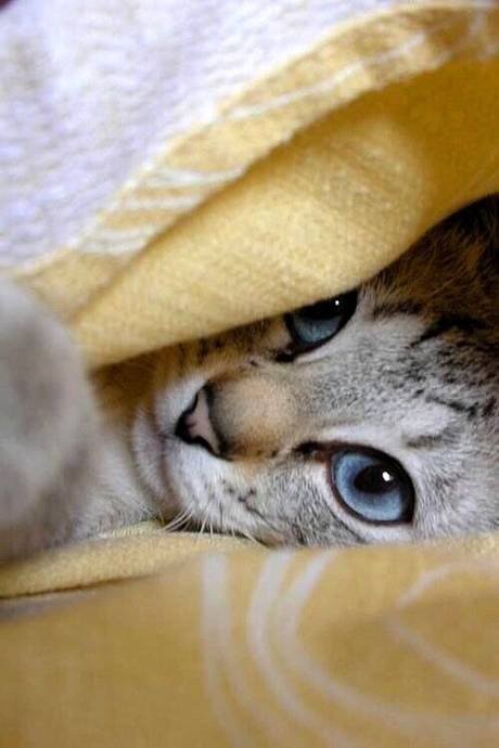 Голубоглазый котик выглядывает из под одеяла