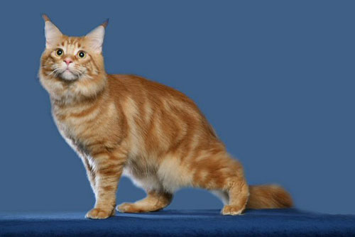 рыжая пушистая кошка на синем фоне