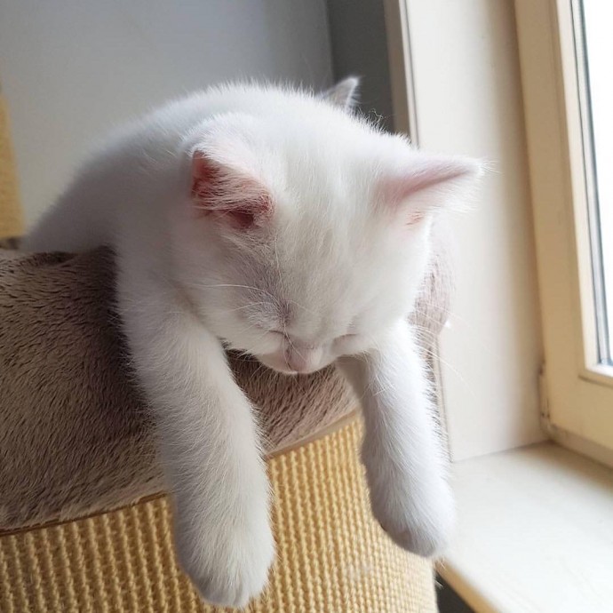 Смешно уснувший белый котёнок