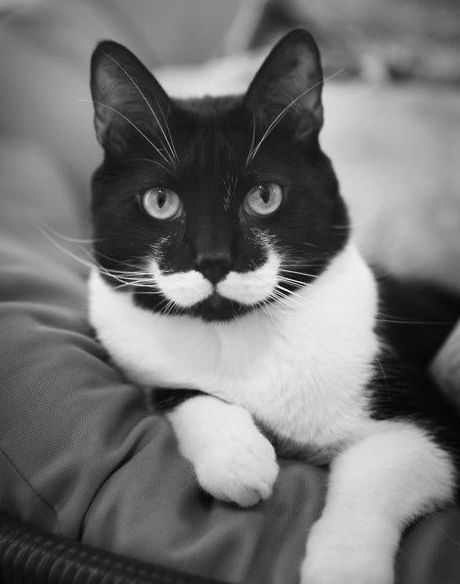 Красавец черно-белый котик