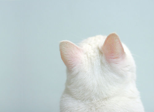 Розовые ушки белой кошки)