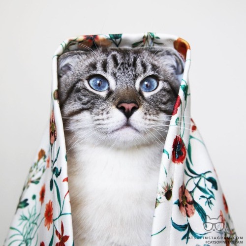 Пятнистый кот с голубыми глазами