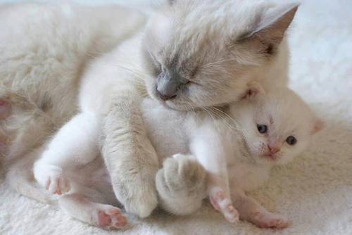 Мама кошка обнимает своего котёнка