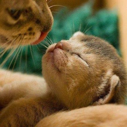 Кошка мама целует на ночь своего котёнка