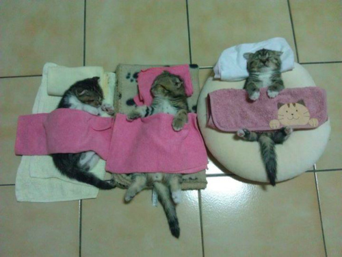 котята малыши под одеялками
