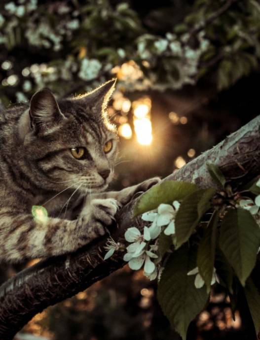 Охотящийся кот на ветке цветущей вишни