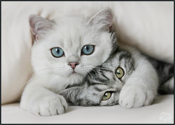 прикольные котята с голубыми глазами и зелеными