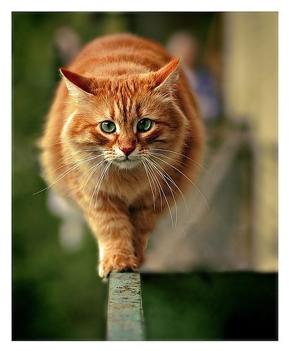 Рыжий кот идущий по перилам