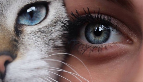 Кошка и девушка с голубыми глазами