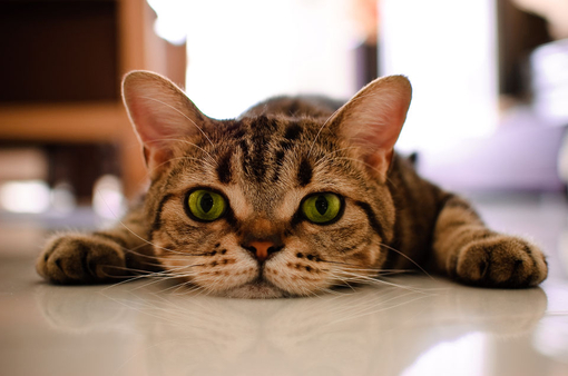 Распластавшийся на полу, зеленоглазый котик