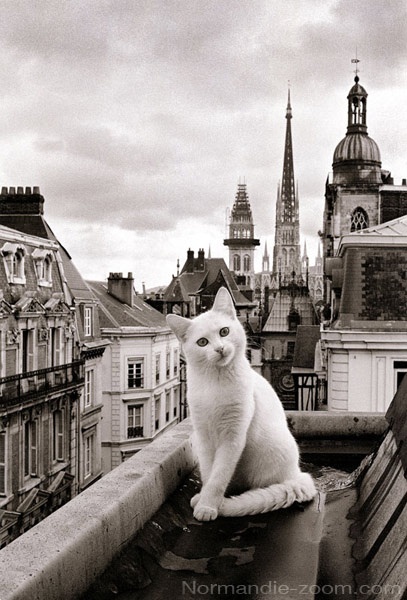 Белый котик на крыше
