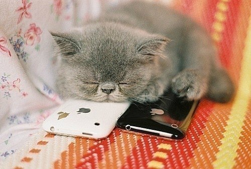 спящий котенок возле двух айфонов:черного и белого