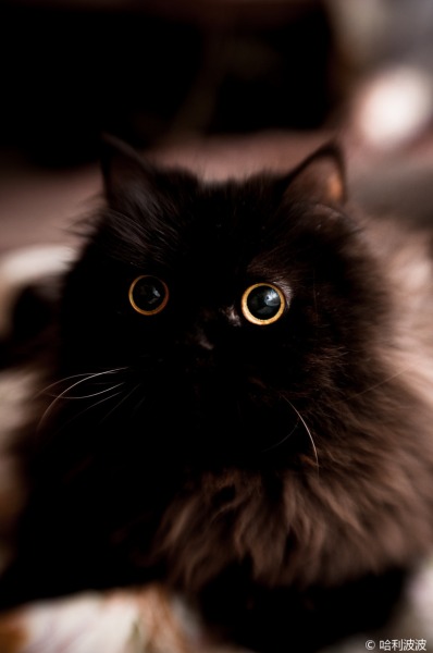 Милашка чёрная пушистая кошка
