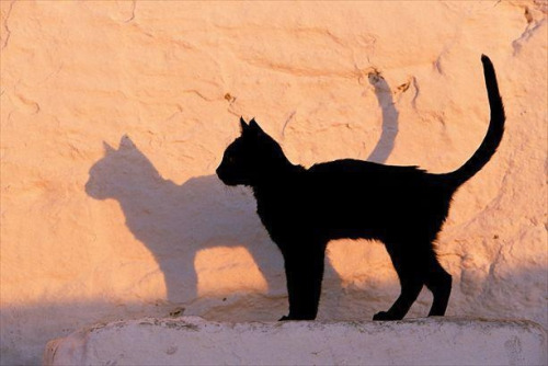 Чёрный кот и его тень на стене