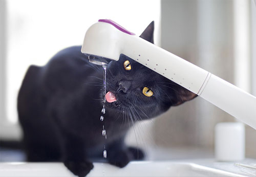 черный котик пьет воду из под крана