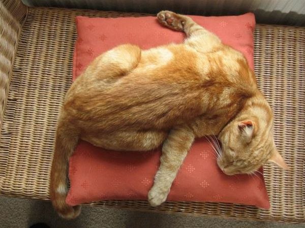 рыжий котэ спит в прикольной позе