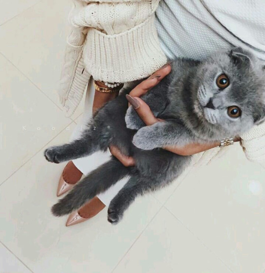 Британский котик в руках девушки