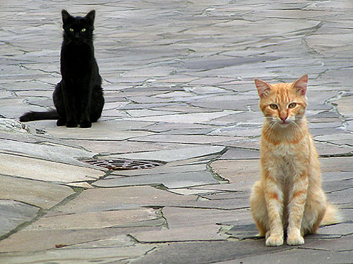 рыжий и черный коты сидят на асфальте