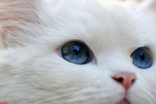 Мордочка белой пушистой кошки с голубыми глазами