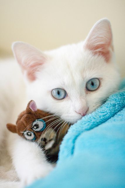 Голубоглазая белая кошка с игрушкой в обнимку