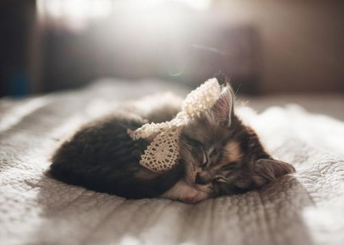 Спящий котёнок с ажурной ленточкой на шее