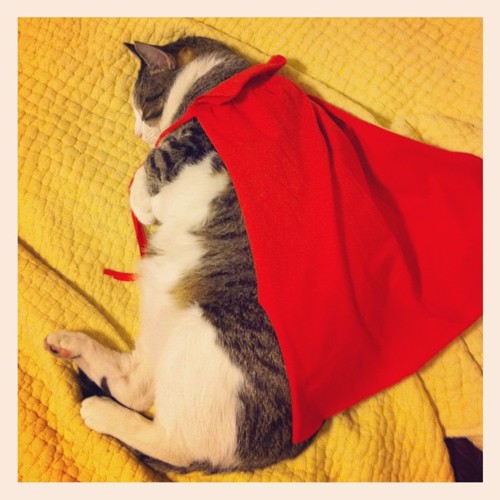 Спящий в красном плаще котэ