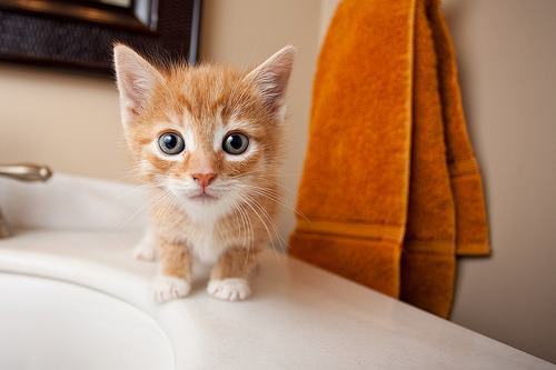 Маленький рыжий котенок