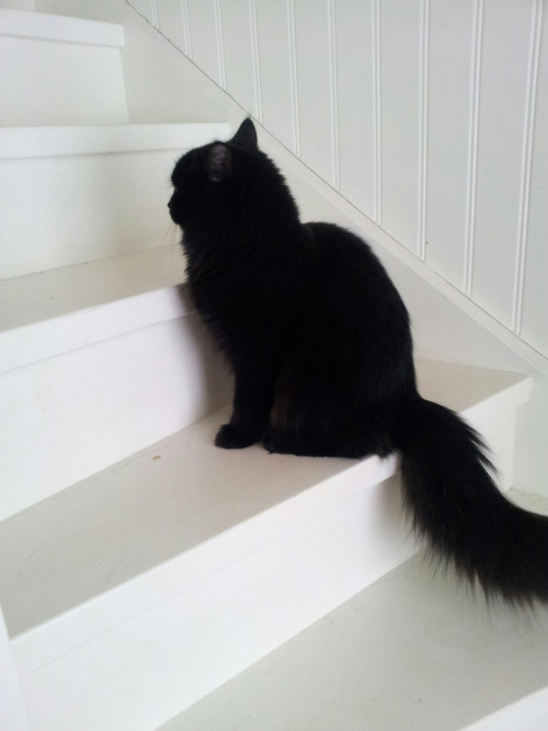 Чёрная кошка на белой лестнице