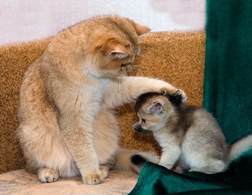 мама поучает малыша
