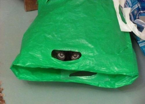 Глаза черного котэ из-под зеленого пакета