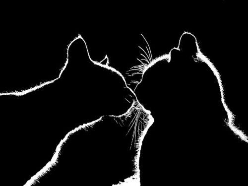 силуэты двух влюбленных кошек