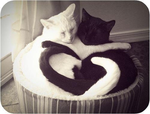Черный и белый котики спят в обнимку