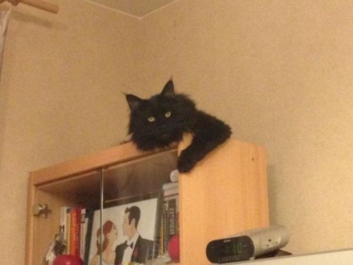 черный лохматый котэ на шкафу