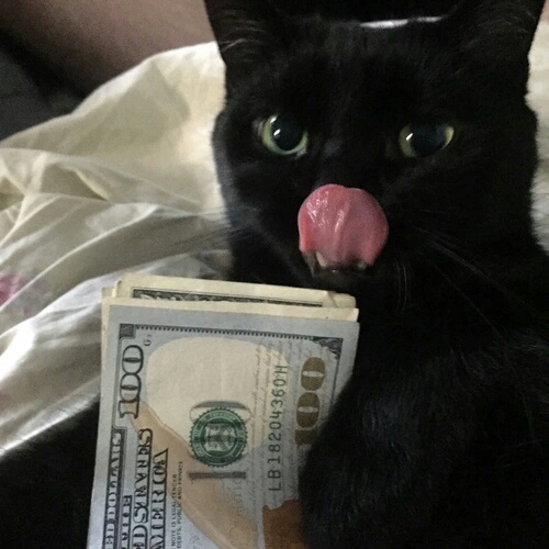 Кот держит долларовые купюры и облизывается