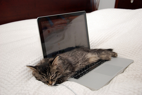 котенок спит на ноутбуке